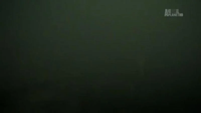 Кадры из ТВ шоу Речные монстры (2009)